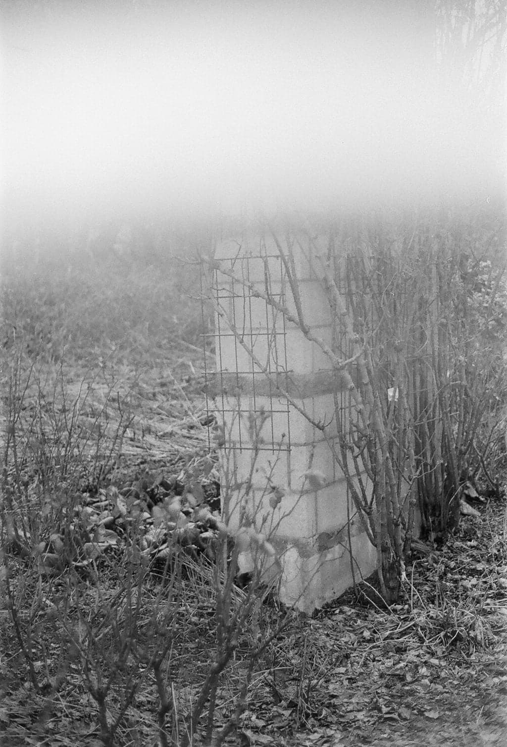 black and white photo shows a half-concrete pillar surrounded by plants.